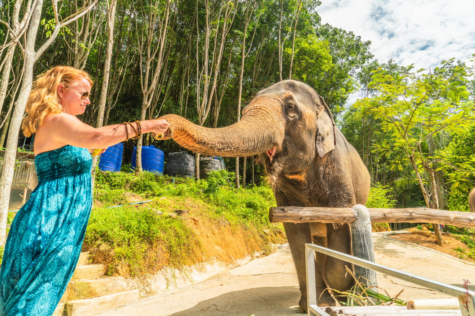 elephant park phuket